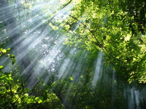 23597 sun rays through the woods, Order of Bards, Ovates & Druids.