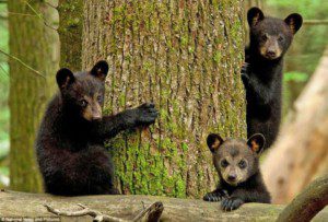 baby bears, Order of Bards, Ovates & Druids.