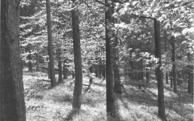 'Nuinn's Wood' Oxfordshire, photographed in the late 40's/early 50's