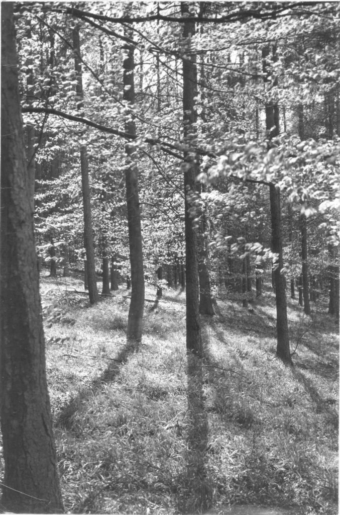 'Nuinn's Wood' Oxfordshire, photographed in the late 40's/early 50's