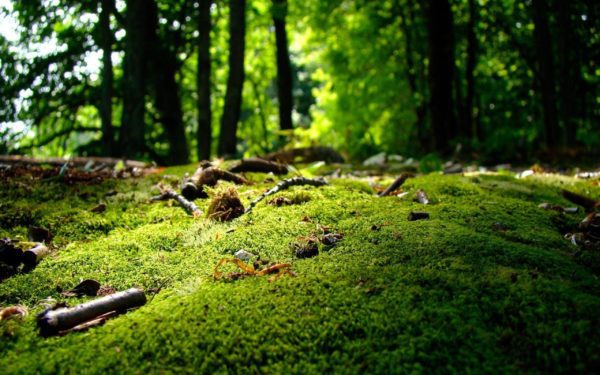 Forest Moss Green 2012 Macro Photography Featured Wallpaper 2560x1600, Order of Bards, Ovates & Druids.