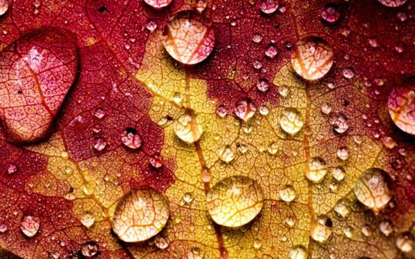 Leaf macro photography veins water drops 1920x1200, Order of Bards, Ovates & Druids.