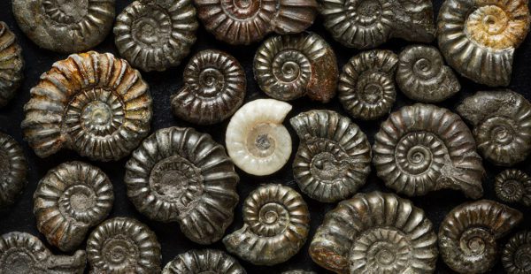 ammonite collection nhm full width, Order of Bards, Ovates & Druids.