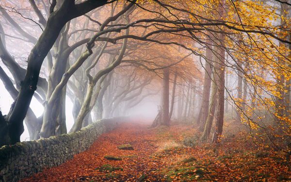 autumn misty forest, Order of Bards, Ovates & Druids.