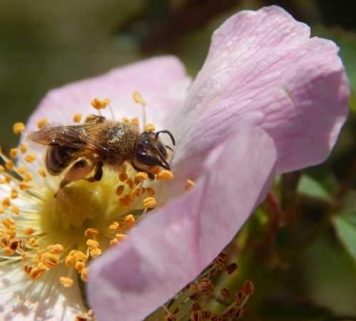 bee on wild rose, Order of Bards, Ovates & Druids.