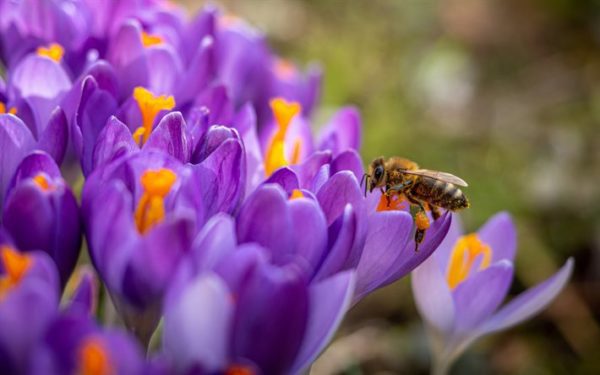 crocus and honey bee, Order of Bards, Ovates & Druids.