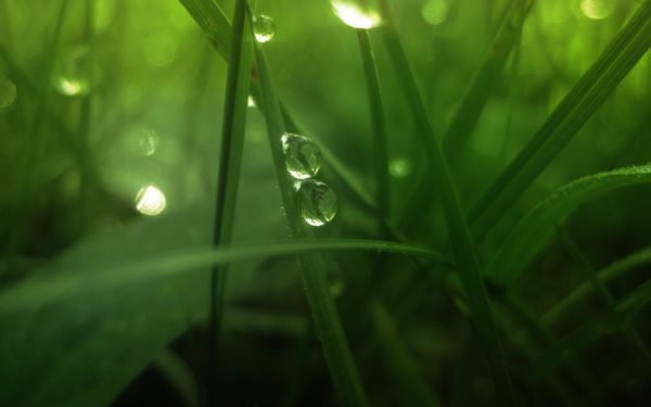 green landscapes nature grass water drops macro desktop backgrounds 1080P wallpaper, Order of Bards, Ovates & Druids.