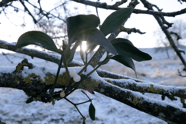 mistletoe sun, Order of Bards, Ovates & Druids.