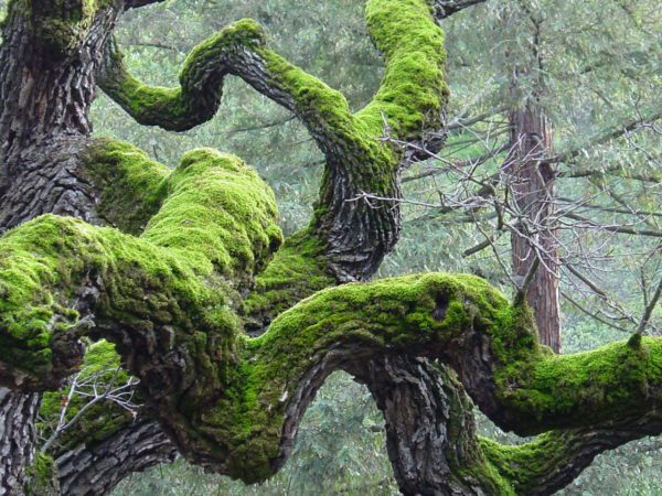 moss on trees, Order of Bards, Ovates & Druids.