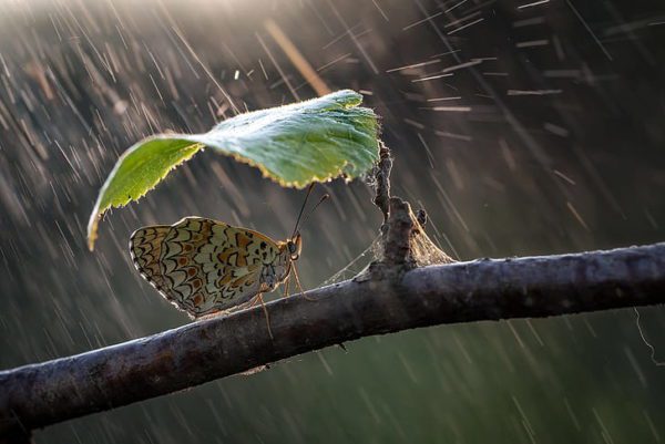 nature umbrella rain butterfly leaf hd wallpaper preview, Order of Bards, Ovates & Druids.