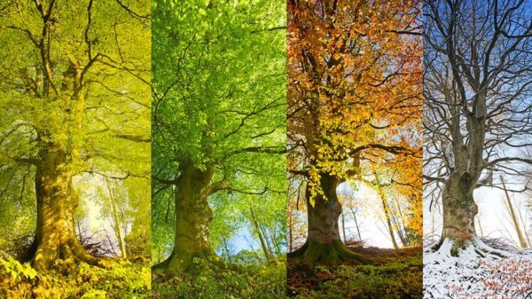season trees, Order of Bards, Ovates & Druids.