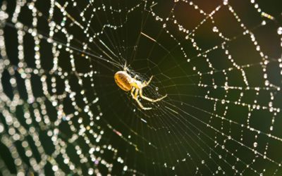Spiders as Spiritual Guides