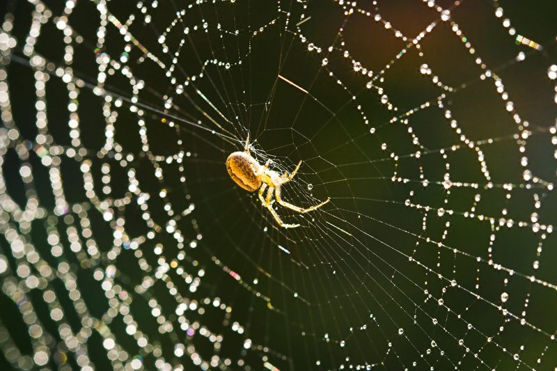 Spiders as Spiritual Guides | Order of Bards, Ovates & Druids