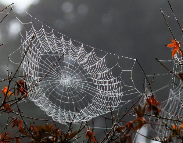 spider web 1, Order of Bards, Ovates & Druids.