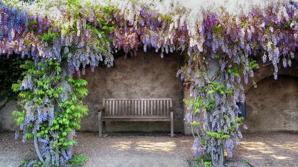 wisteria bench, Order of Bards, Ovates & Druids.