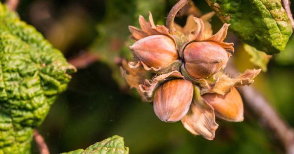 How to Grow Hazelnuts FB, Order of Bards, Ovates & Druids.
