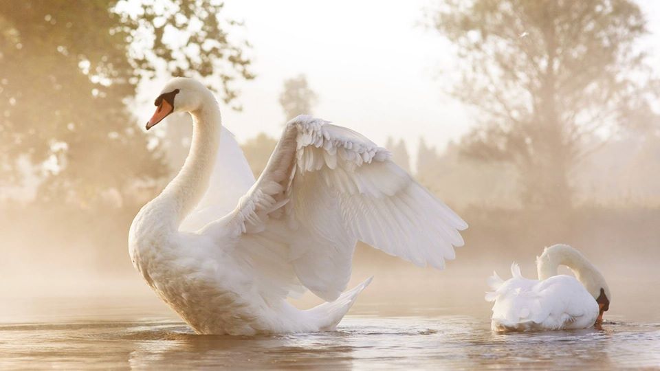 The Swan | Order of Bards, Ovates & Druids