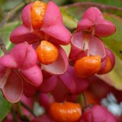 Tree Lore: Spindle