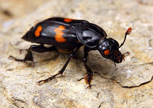 Sexton beetle1, Order of Bards, Ovates & Druids.