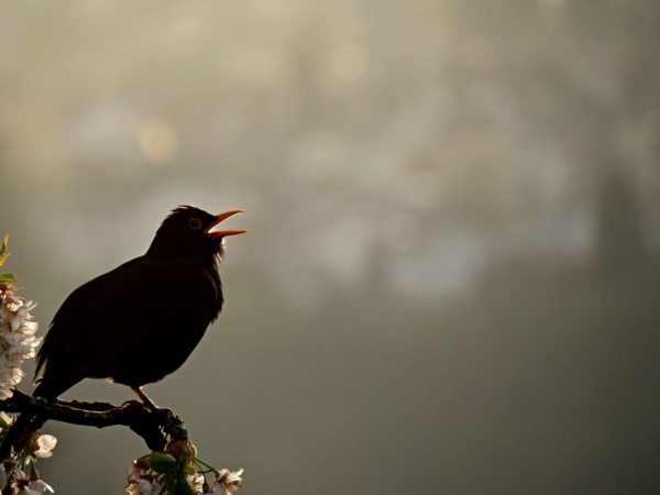 blackbird bird singing evening singing, Order of Bards, Ovates & Druids.