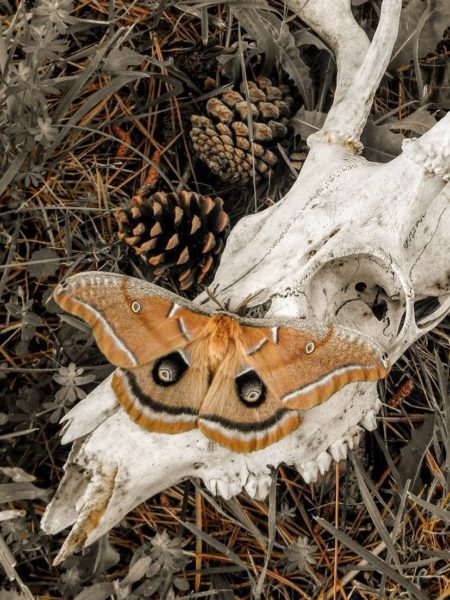 death moth, Order of Bards, Ovates & Druids.
