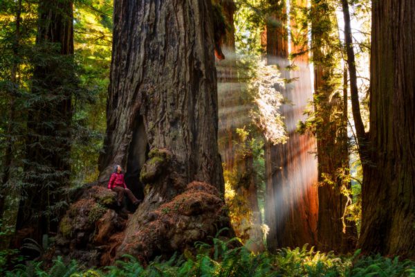 Of Redwoods and Renewal