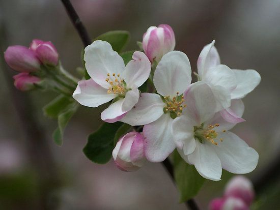 apple blossom, Order of Bards, Ovates & Druids.