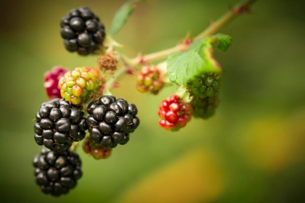 blackberries, Order of Bards, Ovates & Druids.