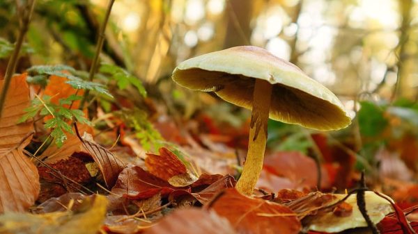 mushroom autumn leaves forest forest floor close up, Order of Bards, Ovates & Druids.