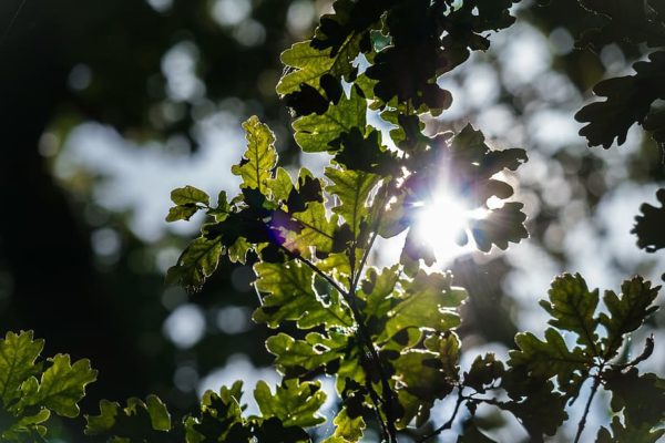 oak leaves sun, Order of Bards, Ovates & Druids.