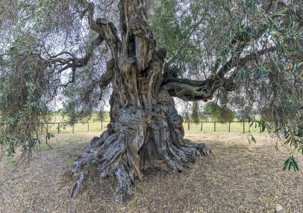 olive tree, Order of Bards, Ovates & Druids.