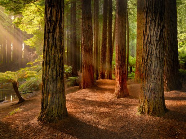redwoods otways 1, Order of Bards, Ovates & Druids.