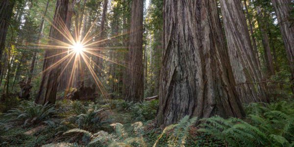 redwoods sun rays, Order of Bards, Ovates & Druids.