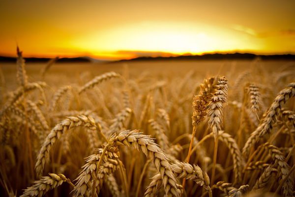 field sunset macro wheat wallpaper preview, Order of Bards, Ovates & Druids.