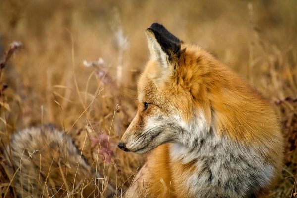 fox wildlife animal macro closeup beautiful nature outdoors, Order of Bards, Ovates & Druids.