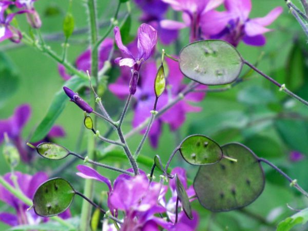 lunaria blossom seed capsules, Order of Bards, Ovates & Druids.