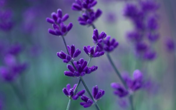 lavender purple petals macro blurred background 2K wallpaper 1, Order of Bards, Ovates & Druids.