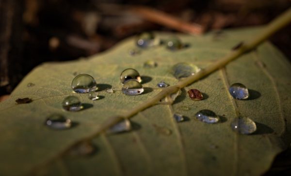 leaf droplets, Order of Bards, Ovates & Druids.