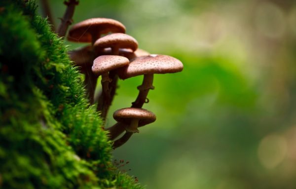 mushrooms moss nature photography macro, Order of Bards, Ovates & Druids.