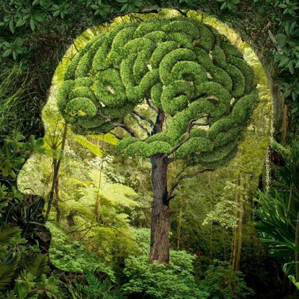 tree brain, Order of Bards, Ovates & Druids.