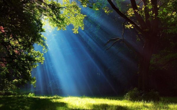 landscape nature forest grass sun rays trees mist green wallpaper middle size, Order of Bards, Ovates & Druids.