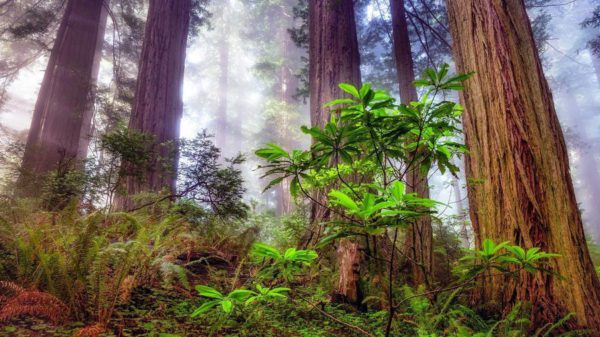 plants found in the redwood forest 1cccwo6fp74dpliu, Order of Bards, Ovates & Druids.