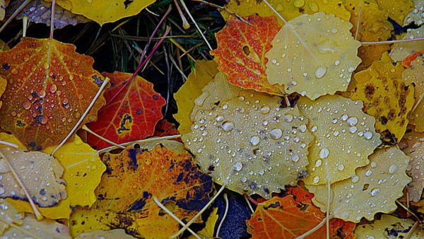 autumn rain yellow leaves background hd 9472 wallpaper preview, Order of Bards, Ovates & Druids.