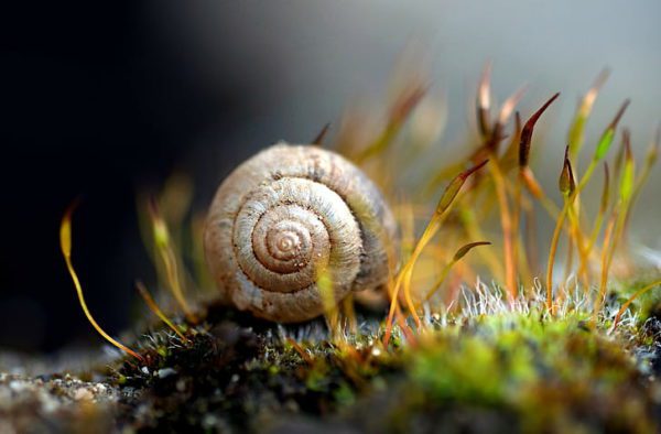 nature macro snail spiral wallpaper preview, Order of Bards, Ovates & Druids.