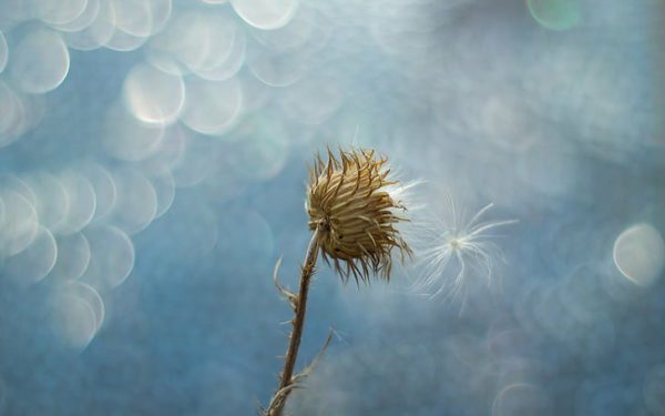photography macro blur dandelion wallpaper preview, Order of Bards, Ovates & Druids.