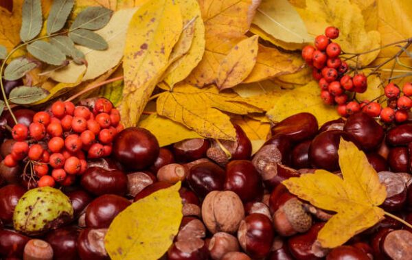 conkers and rowen berries, Order of Bards, Ovates & Druids.