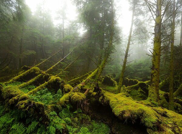 ancient forest skye, Order of Bards, Ovates & Druids.