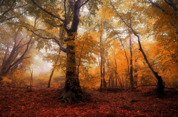 autumn trees, Order of Bards, Ovates & Druids.