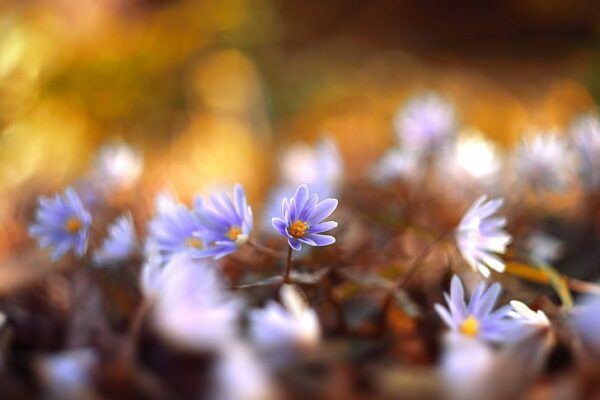 flowers macro spring lights wallpaper preview, Order of Bards, Ovates & Druids.