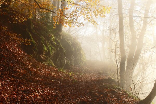 misty autumn pixabay, Order of Bards, Ovates & Druids.